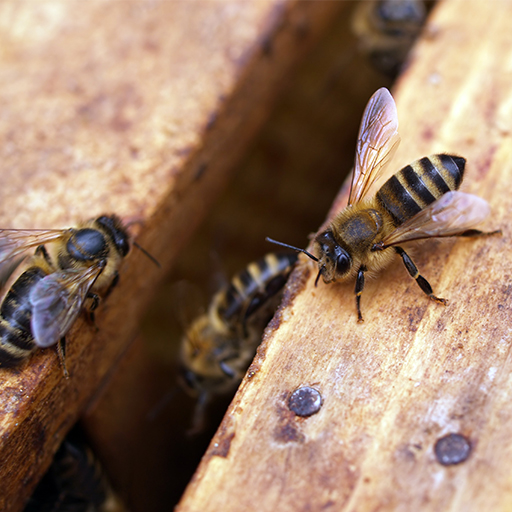 abeilles de ruches