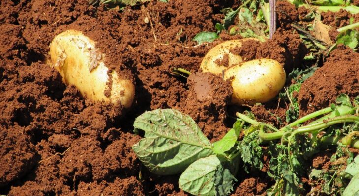 cultiver des pommes de terre dans son jardin